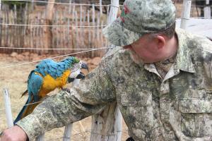 Luring the parrot