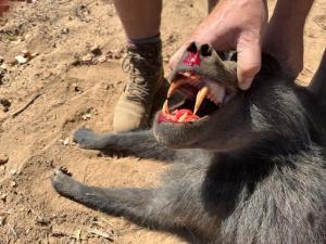 Nice canines! Yikes!