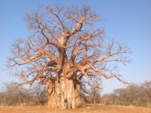 Baobab tree