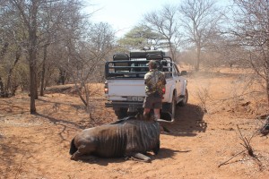 Blue Wildebeest, August 13, 2015     