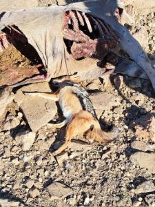 One of two jackals that Troy and Russell got.